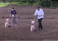 Food Estate Jokowi Gagal Semua