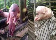 Heboh! Babi Mata Satu di NTT Bikin Geger, Telinga dan Lidah Mirip Manusia