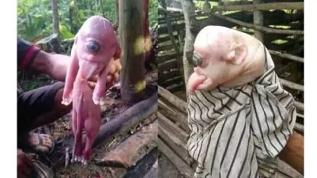 Heboh! Babi Mata Satu di NTT Bikin Geger, Telinga dan Lidah Mirip Manusia 1 Heboh! Babi Mata Satu di NTT Bikin Geger, Telinga dan Lidah Mirip Manusia