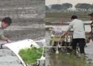 Gibran Tanam Padi di Ngawi, Netizen Heboh, Yang Ditabur Malah Diinjak!