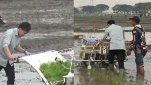 Gibran Tanam Padi Di Ngawi, Netizen Heboh: Yang Ditabur Malah Diinjak! 3 Gibran Tanam Padi Di Ngawi, Netizen Heboh, Yang Ditabur Malah Diinjak!