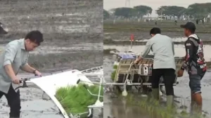 Gibran Tanam Padi Di Ngawi, Netizen Heboh: Yang Ditabur Malah Diinjak! 6 Gibran Tanam Padi Di Ngawi, Netizen Heboh, Yang Ditabur Malah Diinjak!