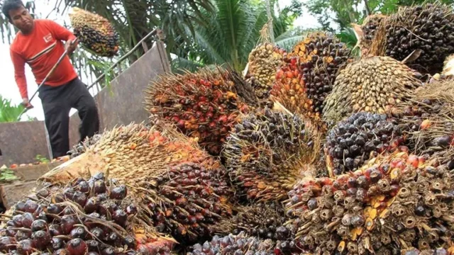 Ketimpangan Nilai Pembayaran Perusahaan Sawit dan Permintaan Sosial di Merauke