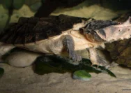Heboh! China Curigai Kura-kura & Ikan Dijadikan Mata-mata Asing 8 Heboh China Curigai Kura Kura Ikan Dijadikan Mata Mata Asing