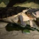 Heboh! China Curigai Kura-kura & Ikan Dijadikan Mata-mata Asing 2 Heboh China Curigai Kura Kura Ikan Dijadikan Mata Mata Asing