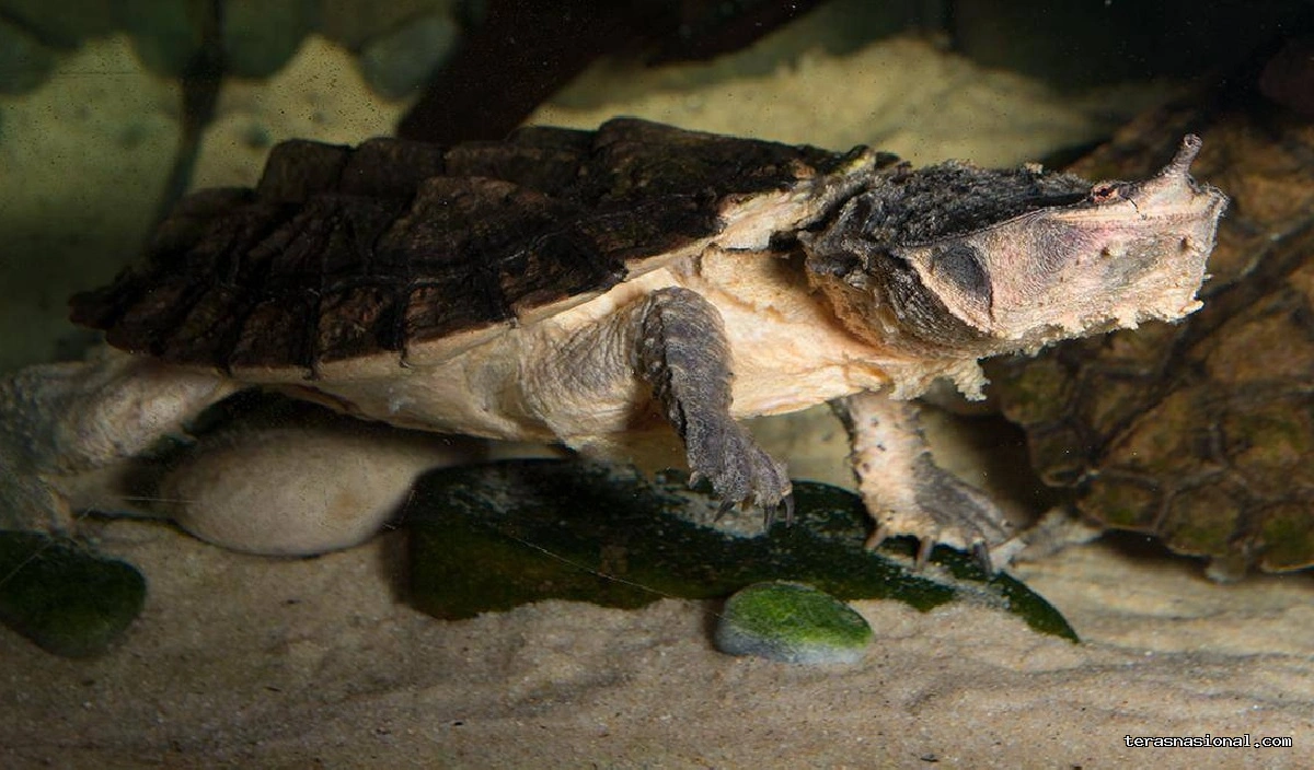 Heboh! China Curigai Kura-kura & Ikan Dijadikan Mata-mata Asing 1 Heboh China Curigai Kura Kura Ikan Dijadikan Mata Mata Asing