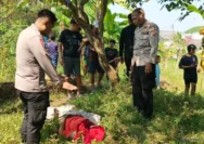 Wanita Muda 19 Tahun Ditemukan Tewas Tergantung Di Pohon Perkebunan Bogor