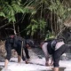Mortir Sisa Perang Dunia II Ditemukan Warga di Kali Ariyau, Tim Gegana Brimob Papua Bergerak Cepat